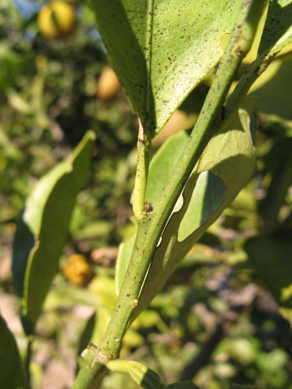           First year twig (Sanguinelli, Winter Haven, FL)   
